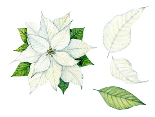 White Poinsettia painted in watercolor. Decor for Christmas. Clip art.