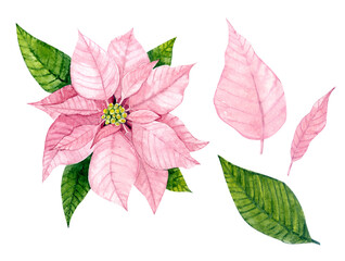 Pink Poinsettia painted in watercolor. Decor for Christmas. Clip art.