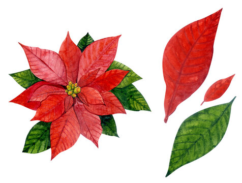 Red Poinsettia painted in watercolor. Decor for Christmas. Clip art.