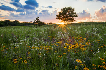 Spectatcular sunburst at sunset over a prairie field of wildflowers, Shoefactory Prairie Nature...