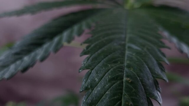 Cannabisbl&uuml;te