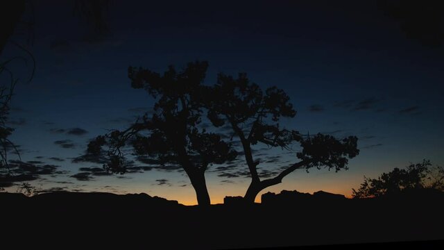 Night to Day Transition behind Juniper Tree Zoom Out Timelapse