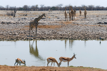 Giraffen und Springböcke am Wasserloch