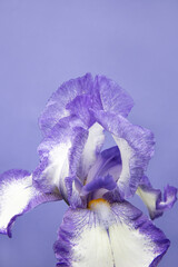 Close up of purple and white iris flower on purple background. Monochrome trendy color, copy space