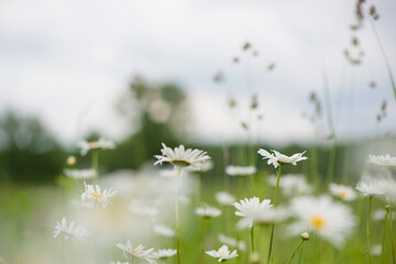 Flowering. Chamomile. Blooming chamomile field, Chamomile flowers on a meadow in summer, Selective focus