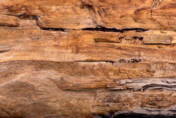 Obraz na płótnie Canvas texture of bark wood use as natural background.