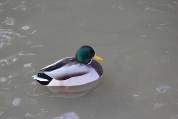 Obraz premium Duck in the park