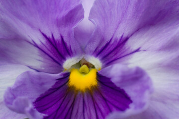 Close-up of a purple pansy