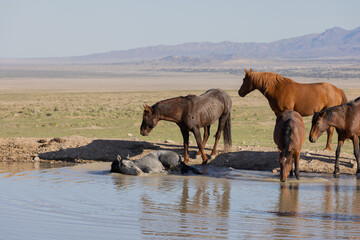 Herd of Wild Horses Reflected in a Utah Desert Waterhole