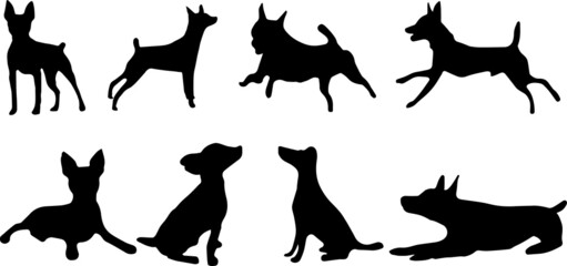 Toy Fox Terrier Dog Silhouette SVG Bundle