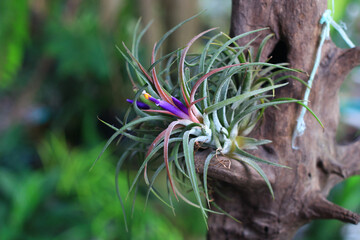 Obraz premium flower of a flower