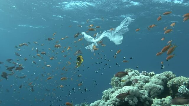 Underwater plastic pollution - A piece of plastic bag drifting above coral reef with school of propical fish, gradually collapsing and turns into microplastics 
