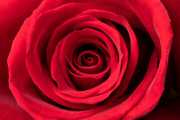 Single fresh red rose close up full frame as a symbol 