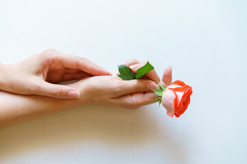 Woman hands holding natural fresh rose. Beautiful roses in hand on background table. Pastel color. Take care of clean and soft skin body. Daily cosmetic product. Close-up. Point of view is withdrawn.