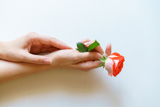 Rose In Hand" Images – Browse 61 Stock Photos, Vectors, and Video | Adobe  Stock