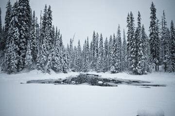 forest in winter