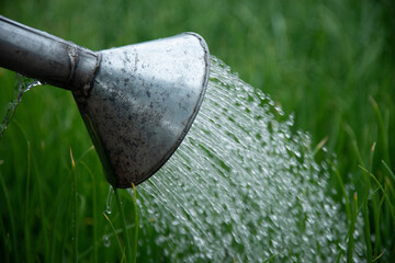 Watering garden vegetables in winter.