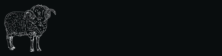 Fototapeta premium Vintage Butcher shop hand - drawn. Retro Menu Restaurant poster. Vector. Fresh meat products. Design element for poster, menu, flyer, banner, package.