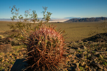 Desert Barrel Cactus photos taken near Baker CA in the Mojave Desert