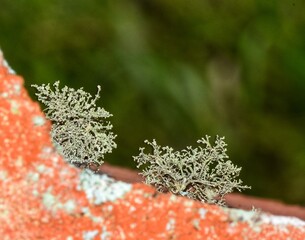 Some green lichens growing on a concrete wall.