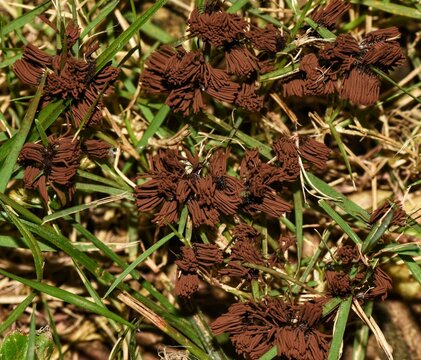Stemonitis splendens, commonly known as the chocolate tube slime. This species of slime mold or mould was photographed in the lawn of a backyard in Trinidad. Slime molds are generally harmless.
