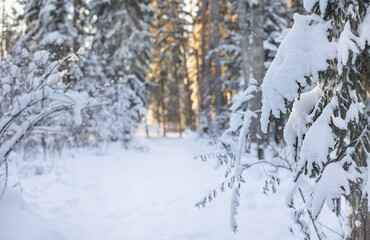Winter landscape - frosty trees in snowy forest in the sunny morning. Tranquil winter nature in sunlight