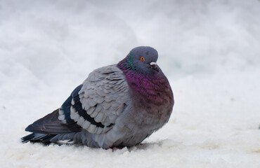 Pigeon alone in the snow. Close up.