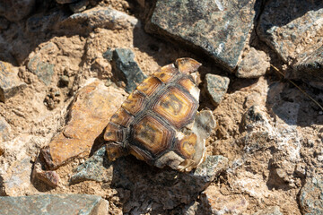 Desert tortoise shell found on the ground in the Mojave Desert near Baker, CA