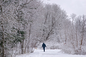 Dog walking in the public park in winter