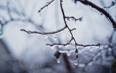 Fototapeta na wymiar Naked tree branches covered with icy after freezing rain