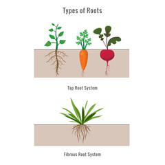 vector illustration of Plants with different types of root systems - obrazy, fototapety, plakaty