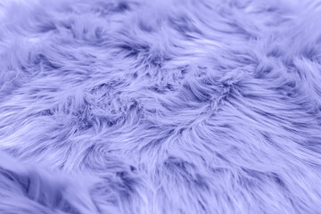 Violet fur background. Violet sheepskin background and texture.
