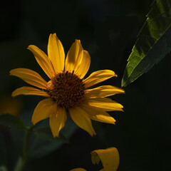 A yellow flower that looks like a large chamomile