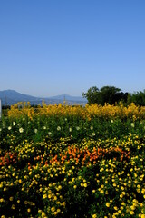 秋の鼻高展望花の丘の花々