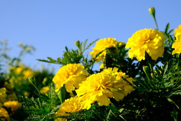 秋の鼻高展望花の丘の花々