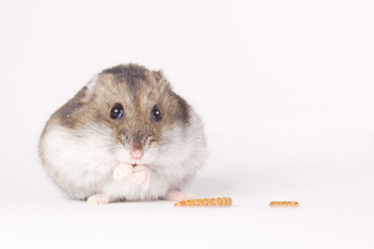 Cute Russian Dwarf hamster with mealworms