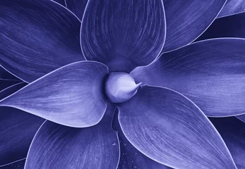 Foto op Plexiglas Pantone 2022 very peri Agave plant verlaat close-up, abstract bloemenpatroon van drakenboom, blauwe vosstaart, getinte afbeelding tot trendy kleur van het jaar 2022 zeer peri