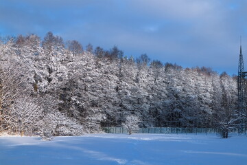 winter landscape with trees