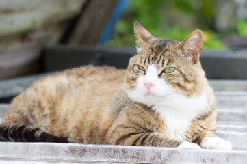 日向でのんびりしている猫