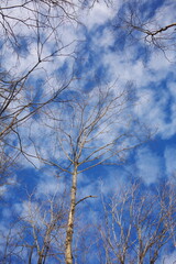 Trees in the Canadian forest. Nature and wildlife in Ontario, Canada.