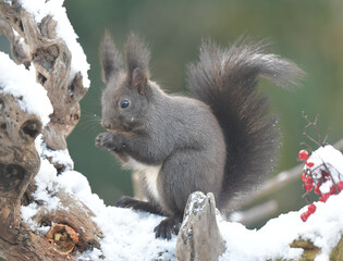 Eichhörnchen auf Wurzel