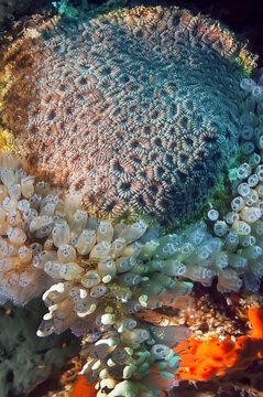 Mosaic rocky coral surrounded by sponges and ascidia on a coral reef.