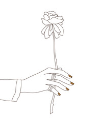 Beautiful woman's hand holding a rose. Modern lineart illustration on white background - 474232425