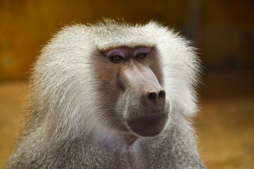 Baboon at the zoo in Knoxville, Tennessee - obrazy, fototapety, plakaty