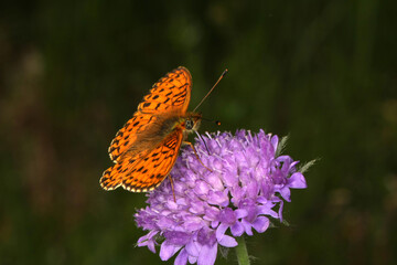 Small fire butterfly on the meadow scabious flower. Thuringia, Germany, Europe  --
Small fire butterfly on the meadow scabious flower. Thuringia, Germany, Europe