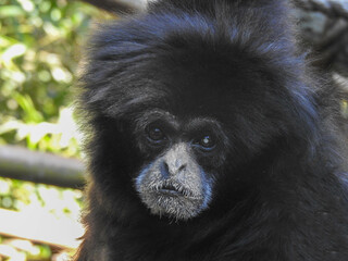 Black gibbon monkey in Knoxville zoo in Tennessee - obrazy, fototapety, plakaty