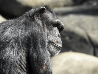 Chimpanzee at the Knoxville, Tennessee zoo - obrazy, fototapety, plakaty