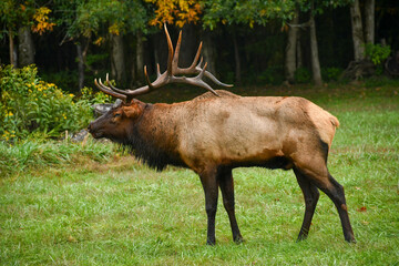 Elk at the Oconaluftee Visitor Center in Cherokee, North Carolina