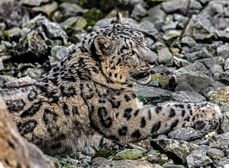 Snow leopard on the ground. Latin name - Uncia uncia	