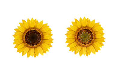 Sunflower realistic flower isolated, vector illustration